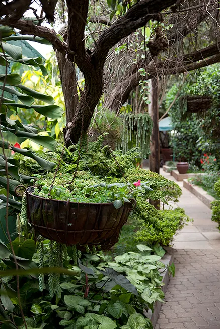 Garden